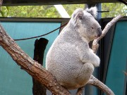 428  koala.JPG